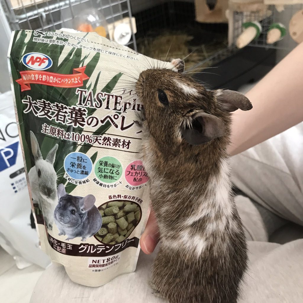 デグーのごはん