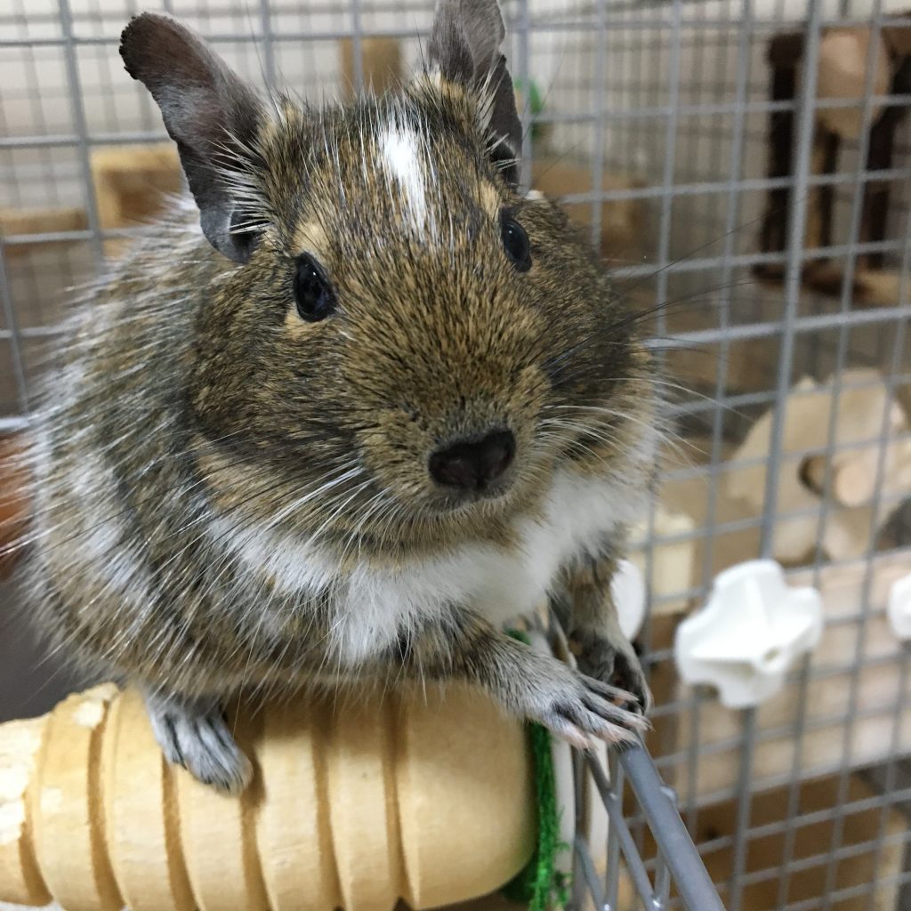 デグーとチンチラ