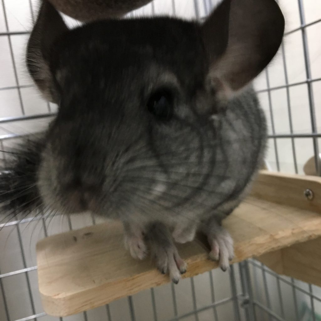 チンチラのもぐちゃん