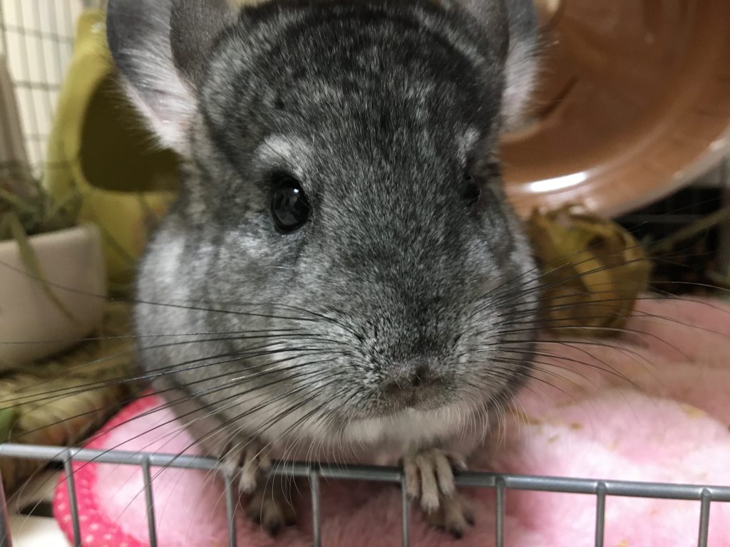 デグーとチンチラ