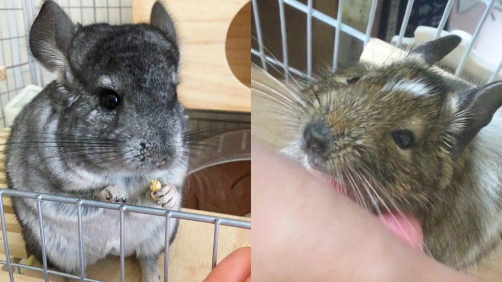 デグーとチンチラ