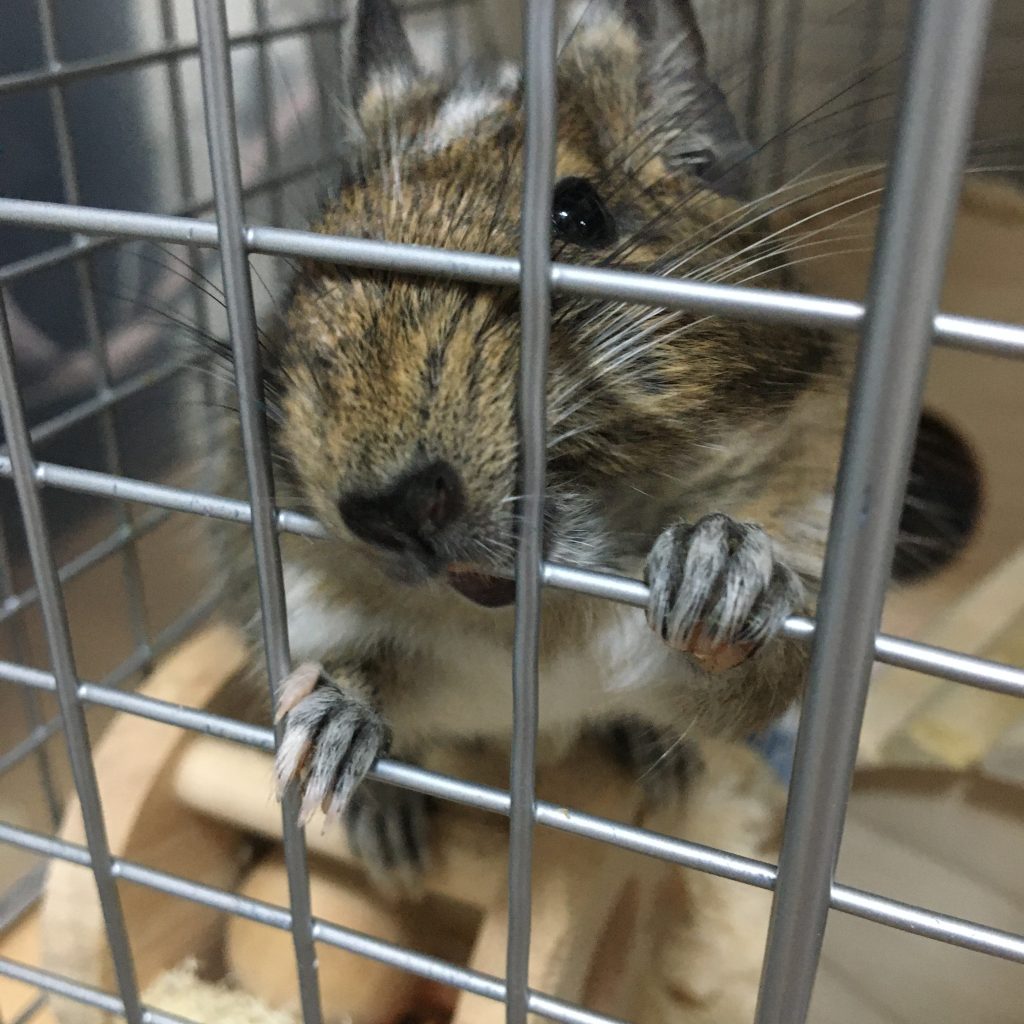 ケージの網をかじるはおちゃん