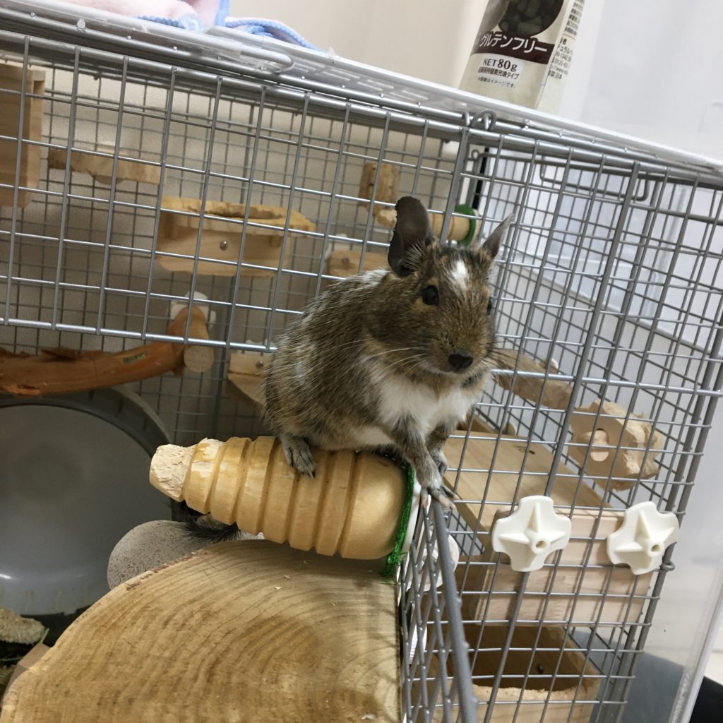 ステップに取り付けたかじり木