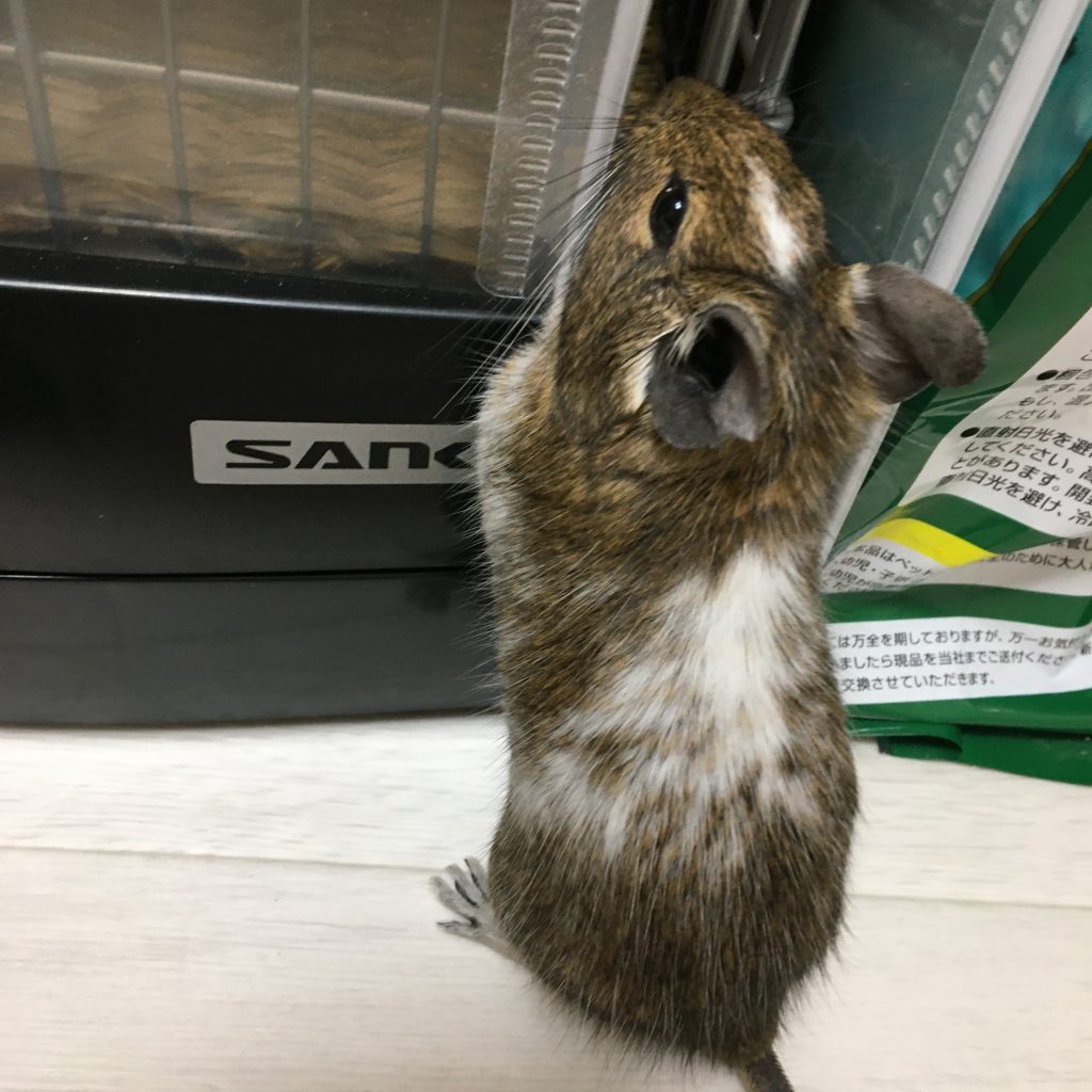 デグーとチンチラ