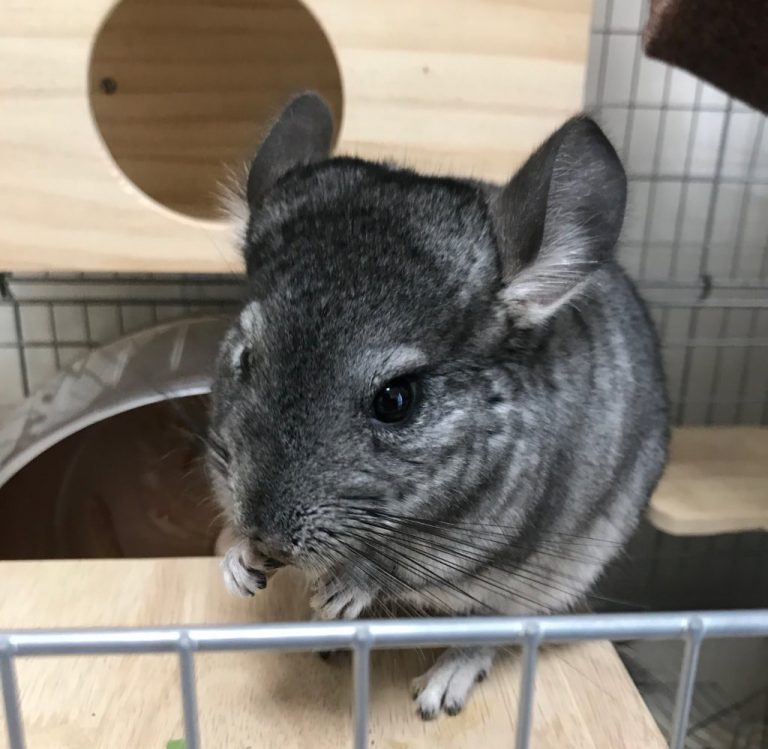 デグーとチンチラ