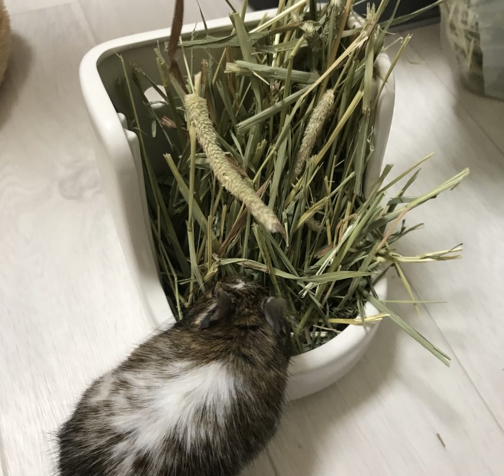 牧草ポットに入れたチモシー
