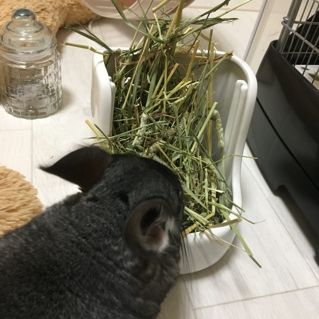 チモシーを食べるもぐちゃん