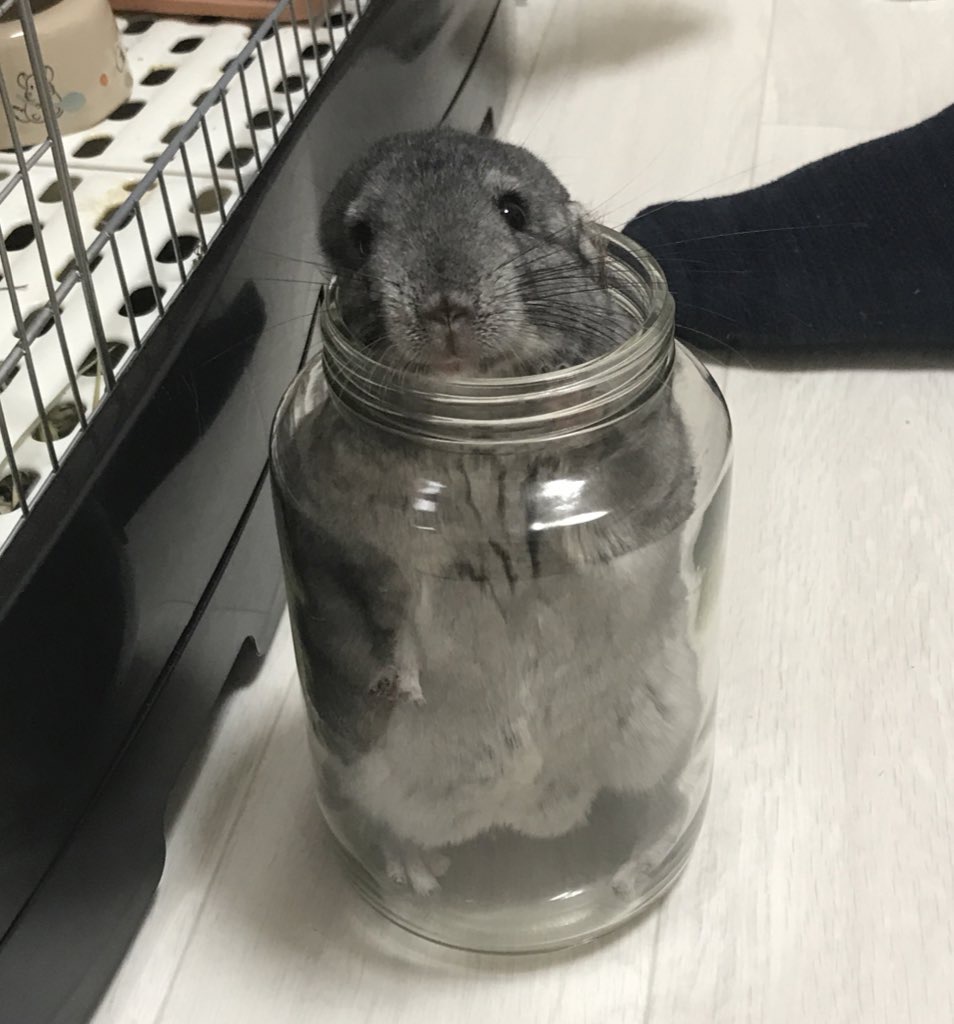 チンチラのもぐちゃんの瓶詰め