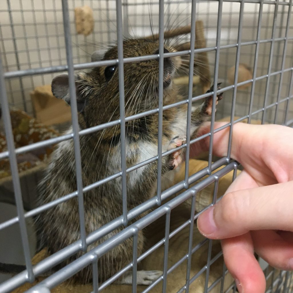 デグーとチンチラ