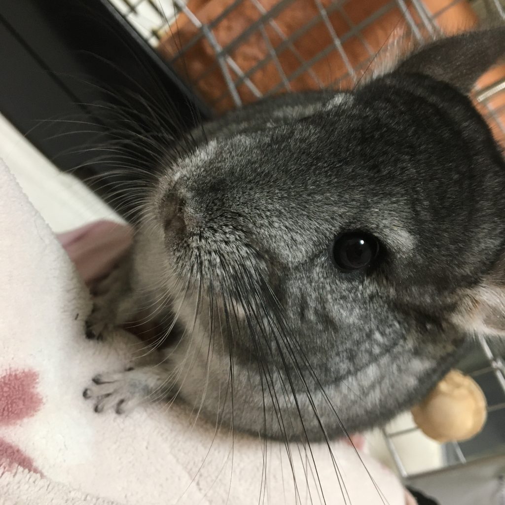 チモシーが大好きなもぐちゃん