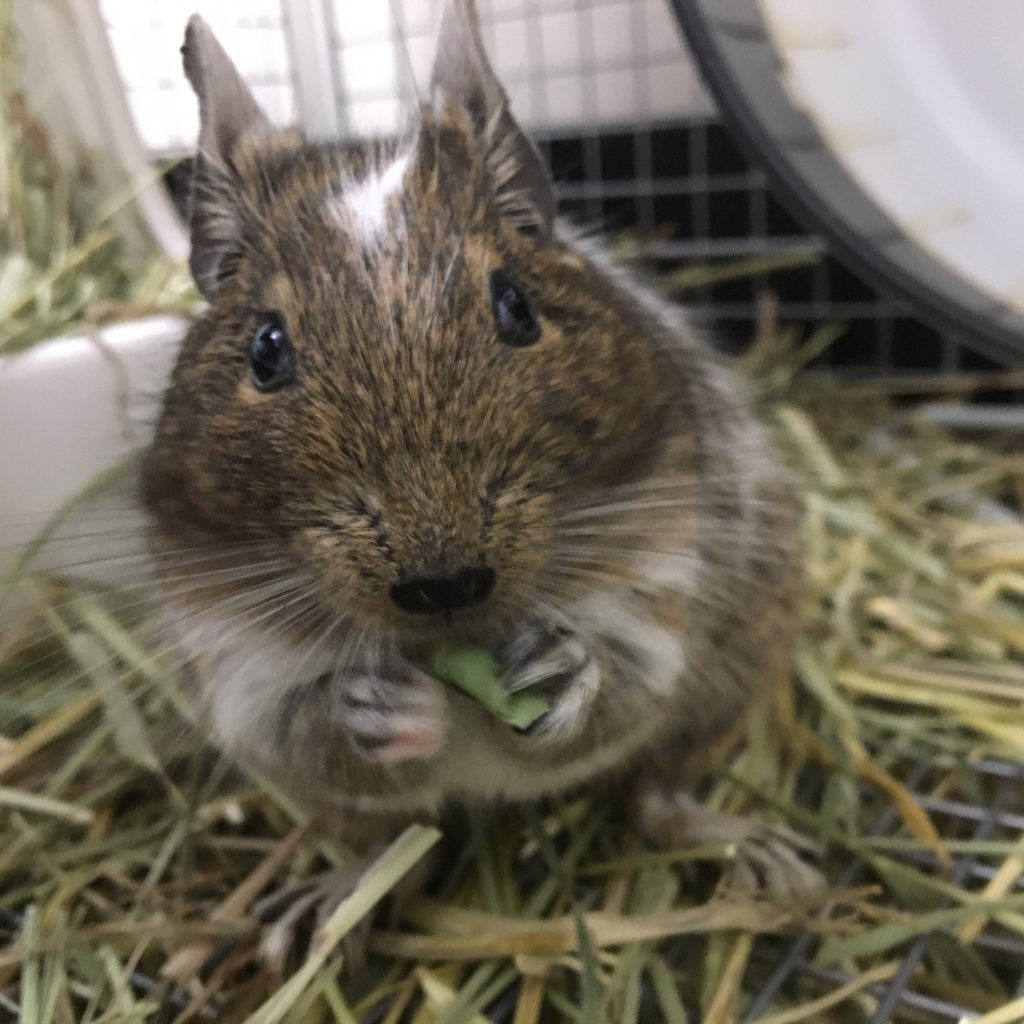 デグーのごはん