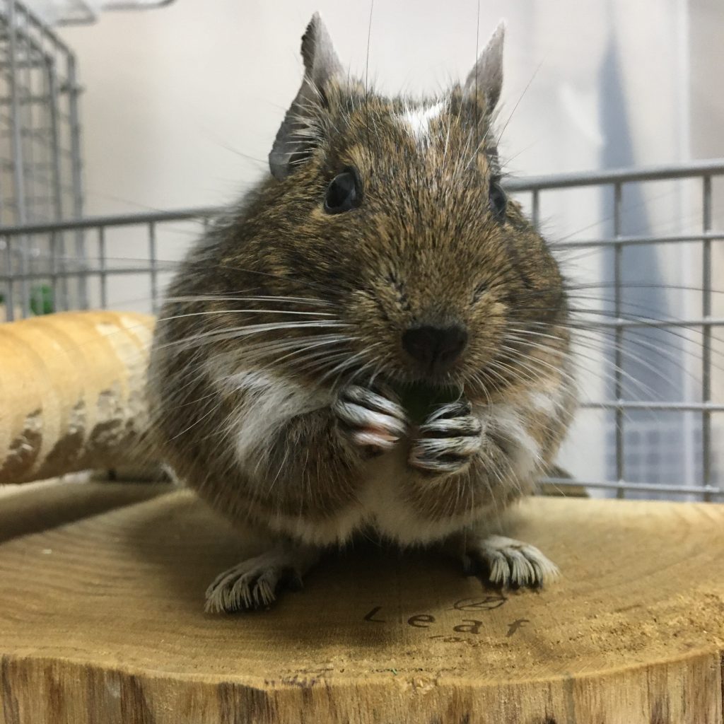 デグーのごはん