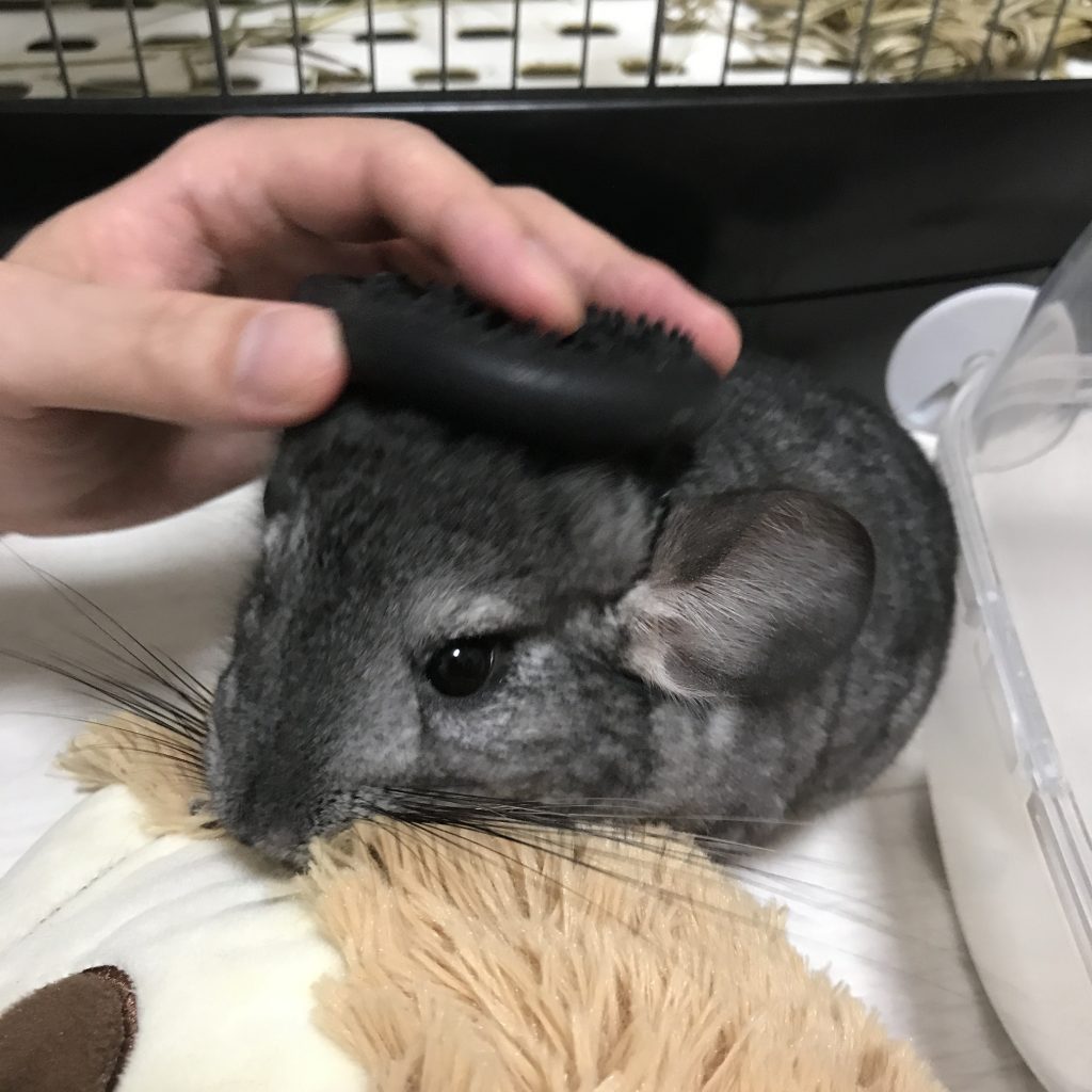 ブラッシング中のもぐちゃん