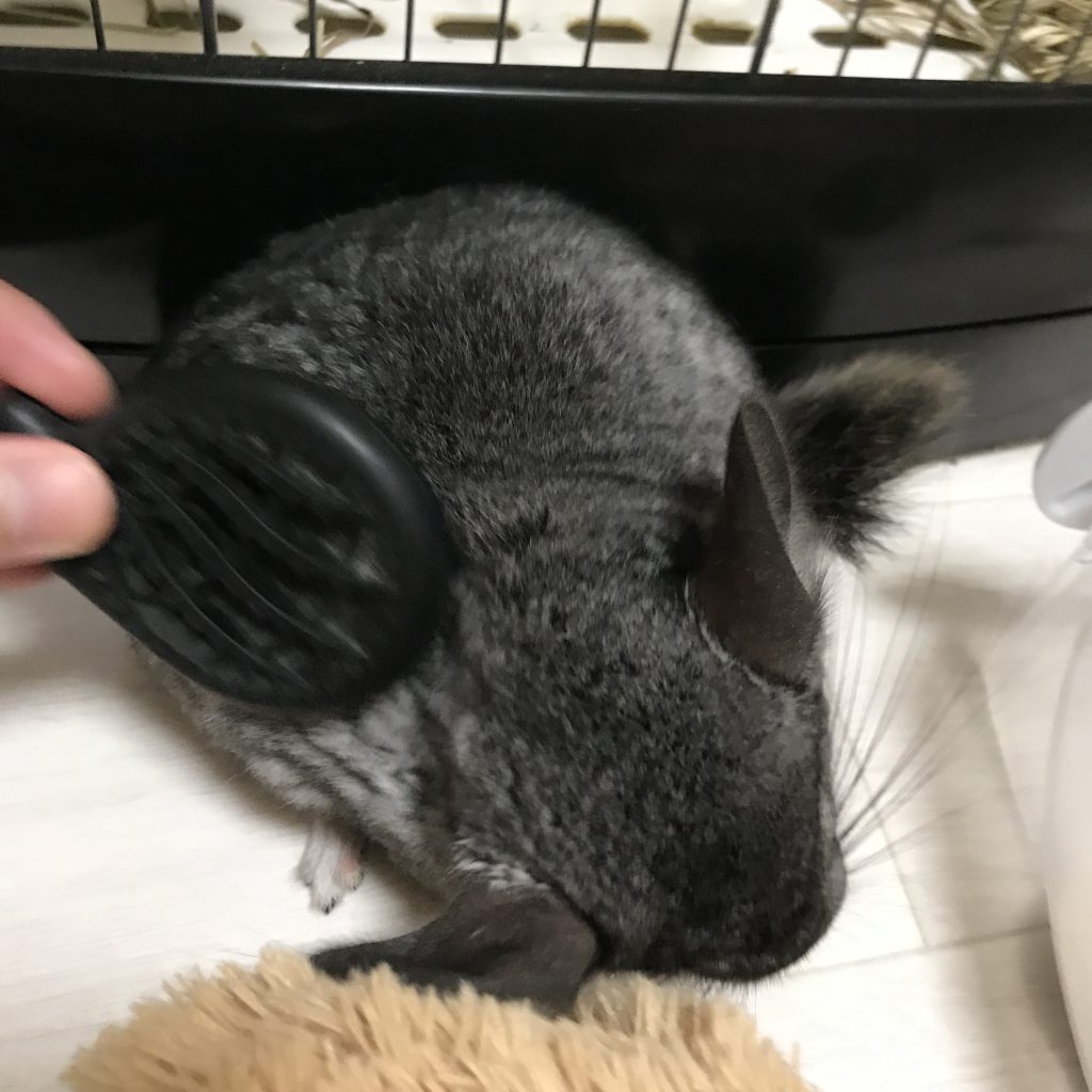 ブラッシング後のもぐちゃん