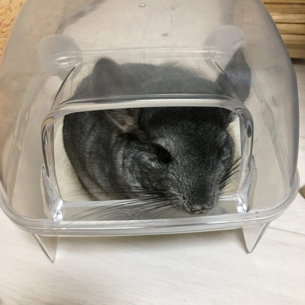 砂浴び容器でゴロゴロするもぐちゃん