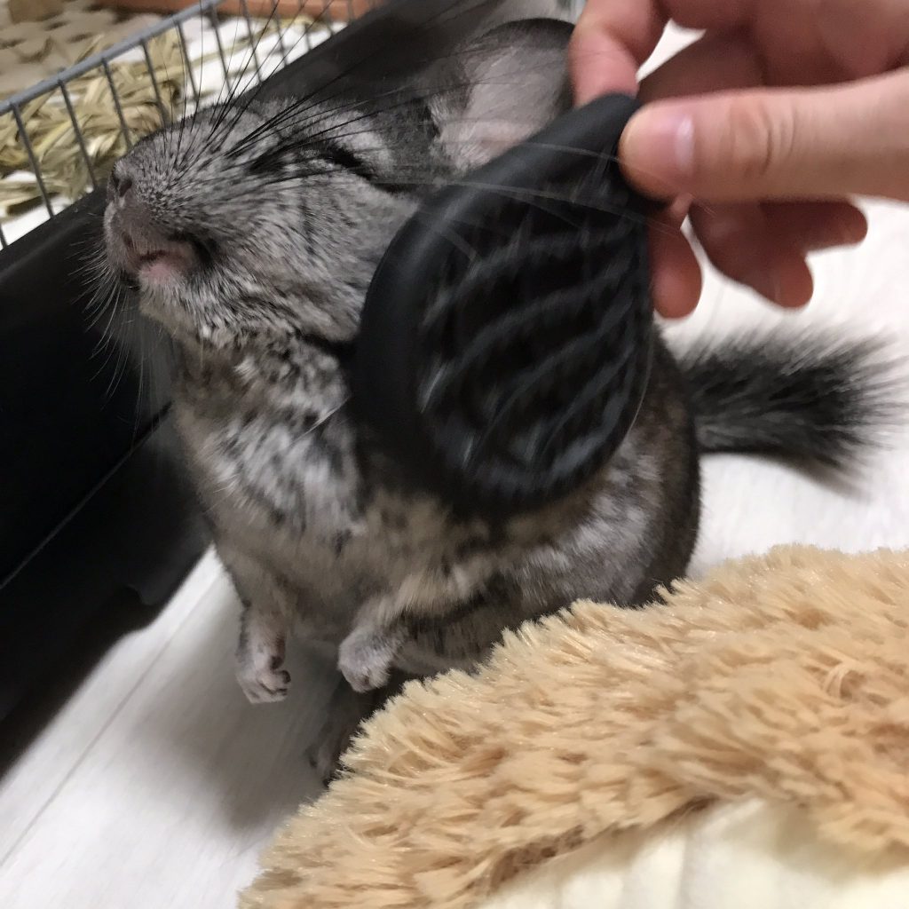 気持ちよさそうな表情でブラッシングされるもぐちゃん