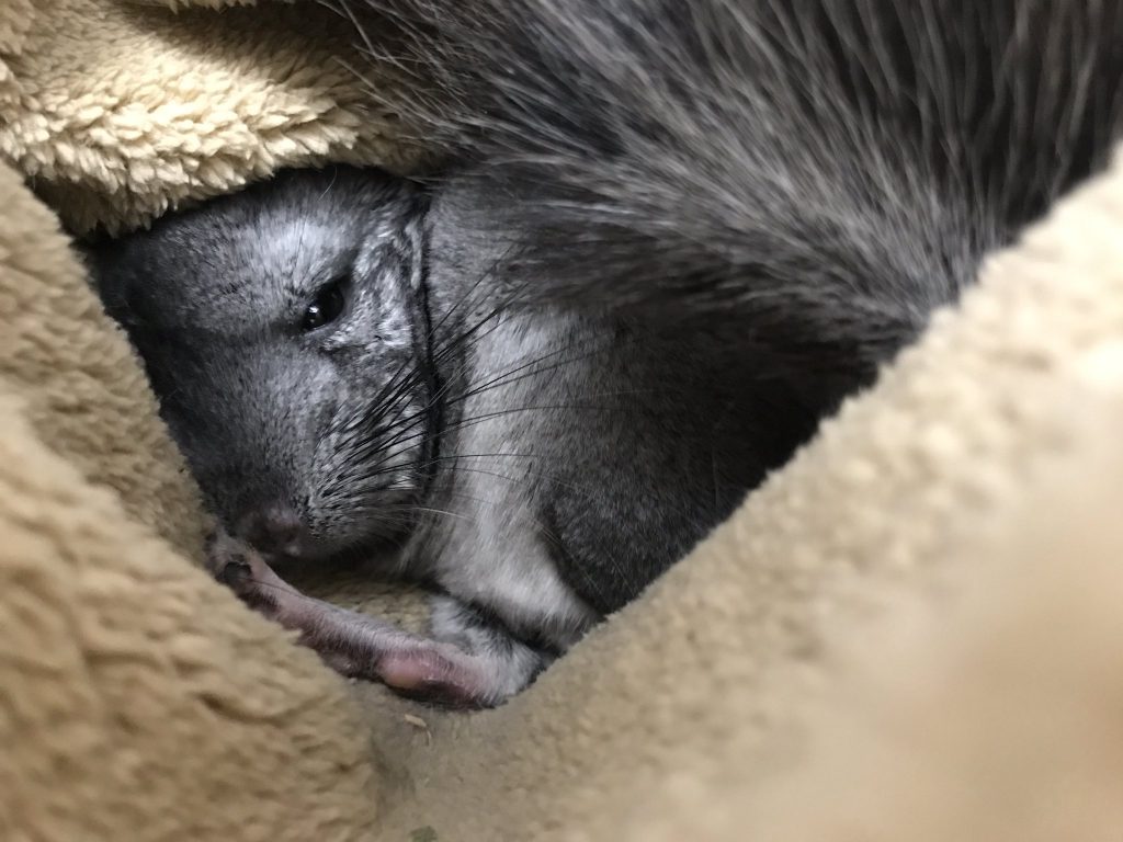 毛布にくるまってくつろぐもぐちゃん