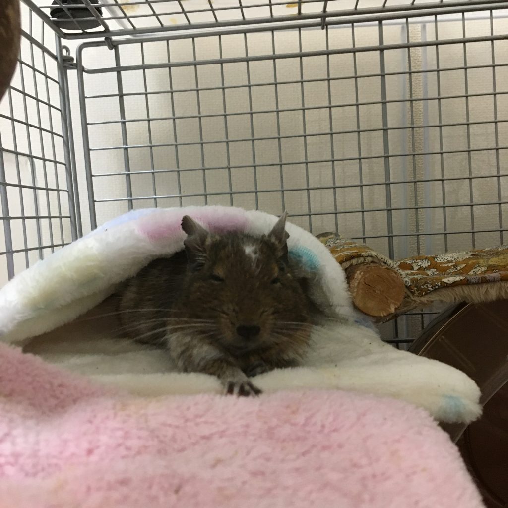 キャリーの中には寝床やかじり木を入れています