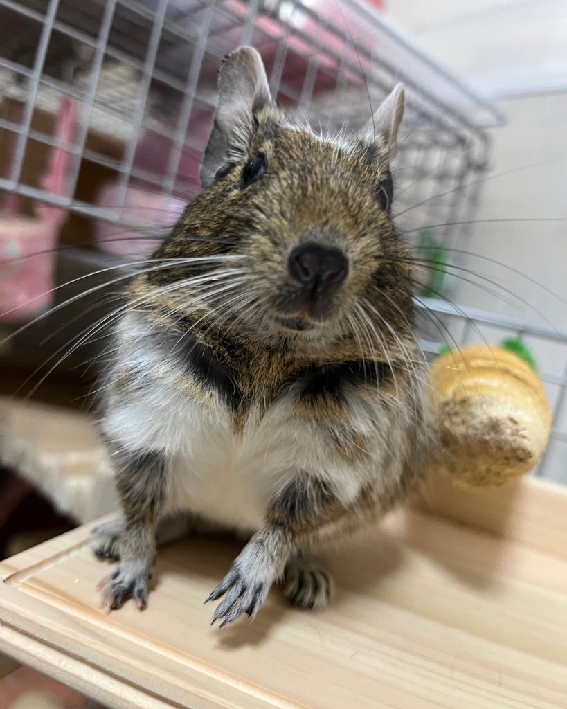 デグーのごはん