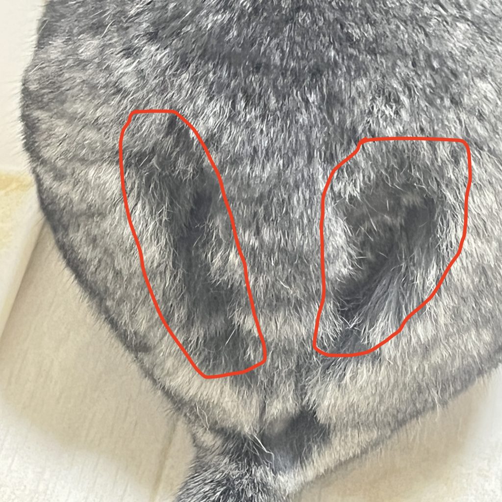背中の2か所の毛が抜けていました（赤丸の部分）