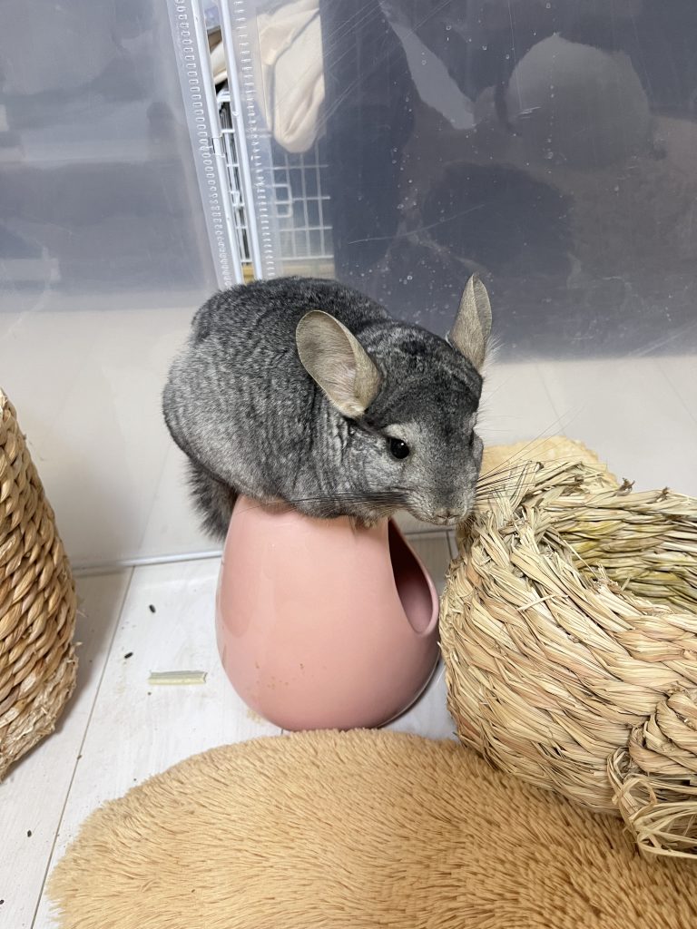 デグーとチンチラ