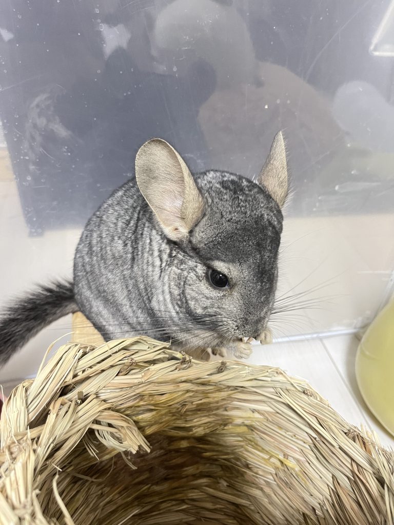 チンチラのもぐちゃん
