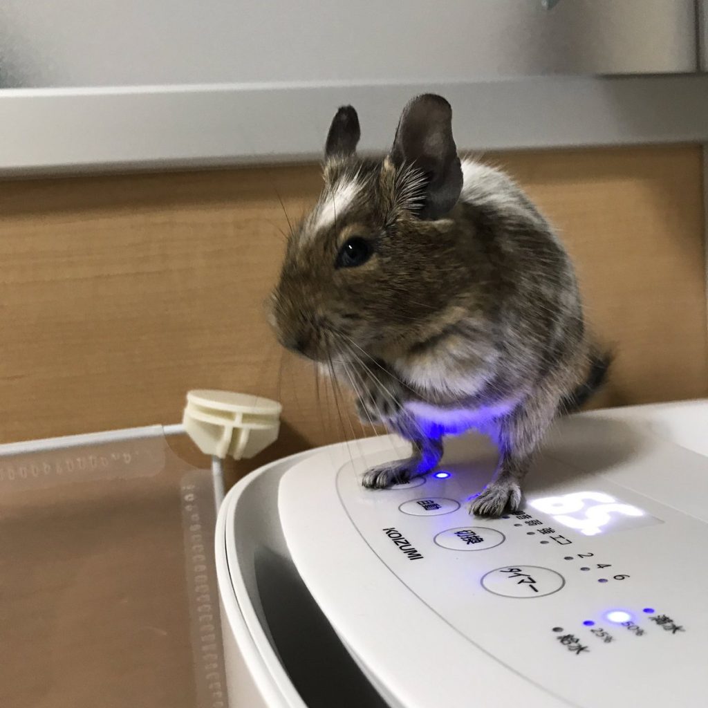 デグー・チンチラの冬支度