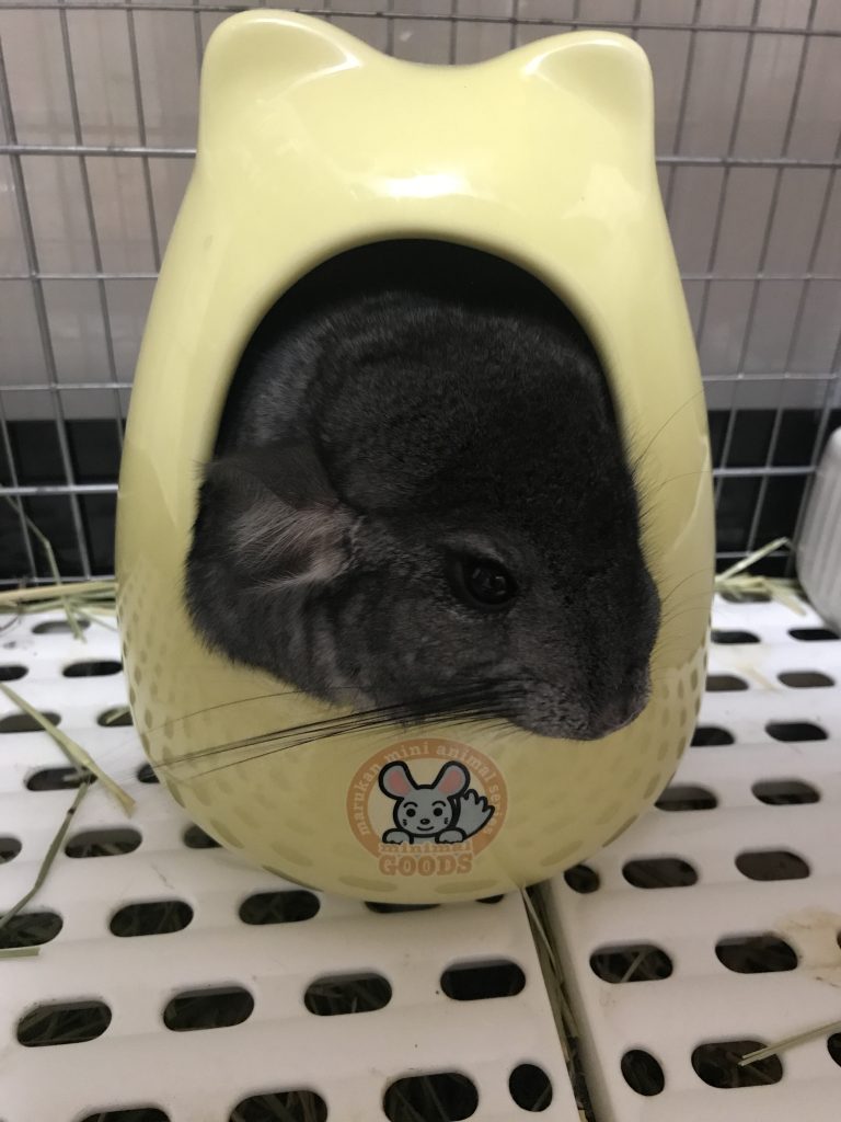 デグーとチンチラ