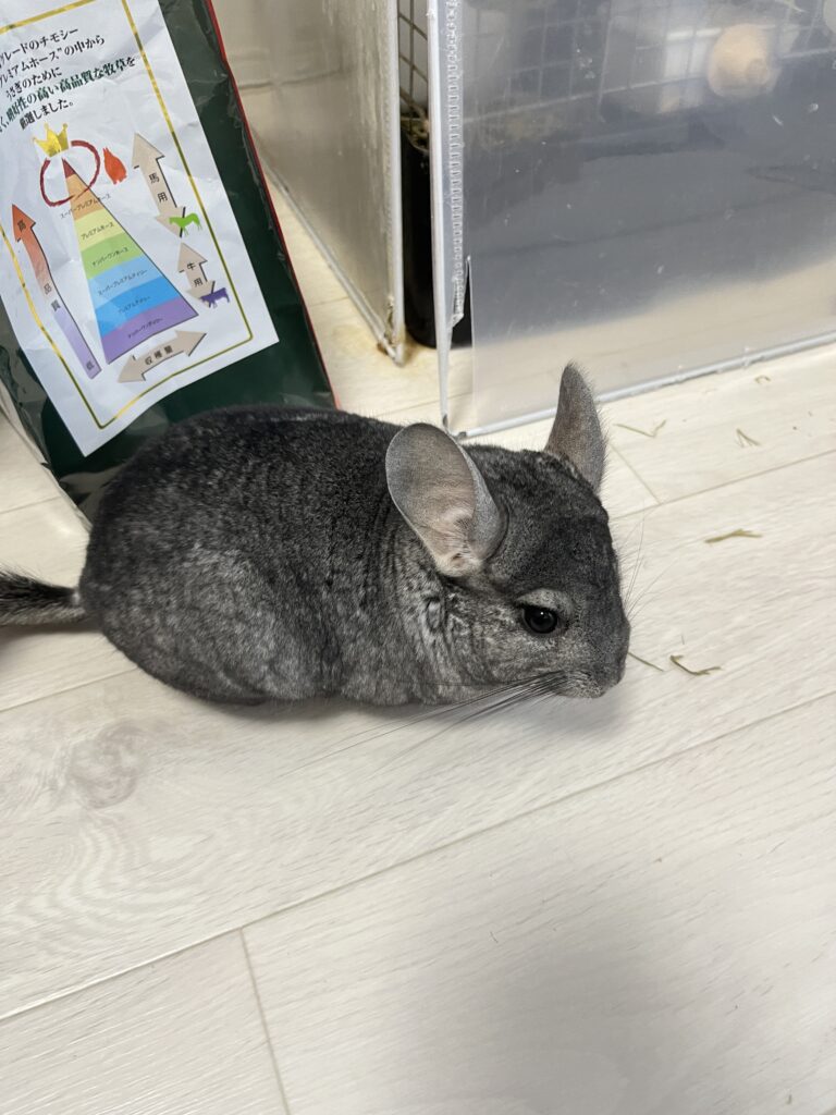 デグーとチンチラ