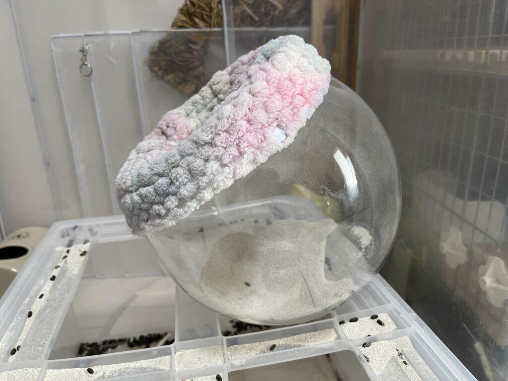 チンチラのもぐちゃん