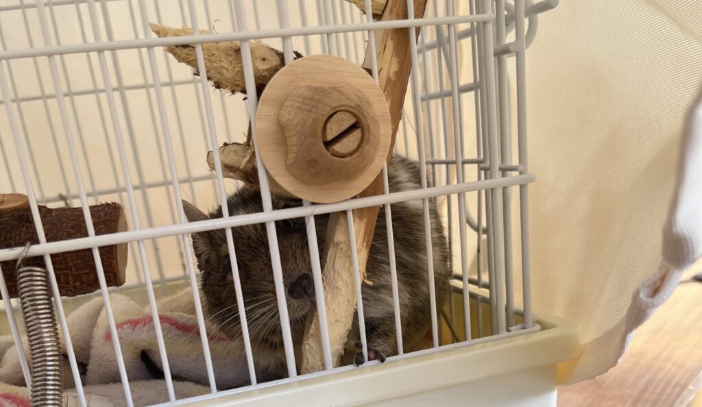 キャリーに入って病院へ向かうはおちゃん
