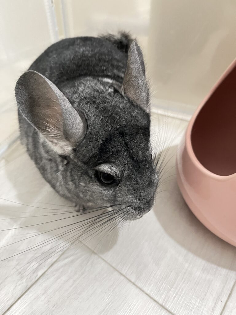 チンチラのもぐちゃん