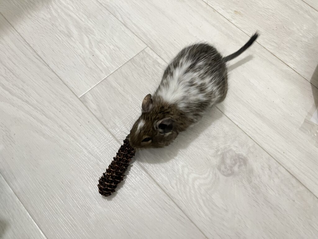 今のはおちゃん。尻尾が少し短いのはこのときのケガが理由です