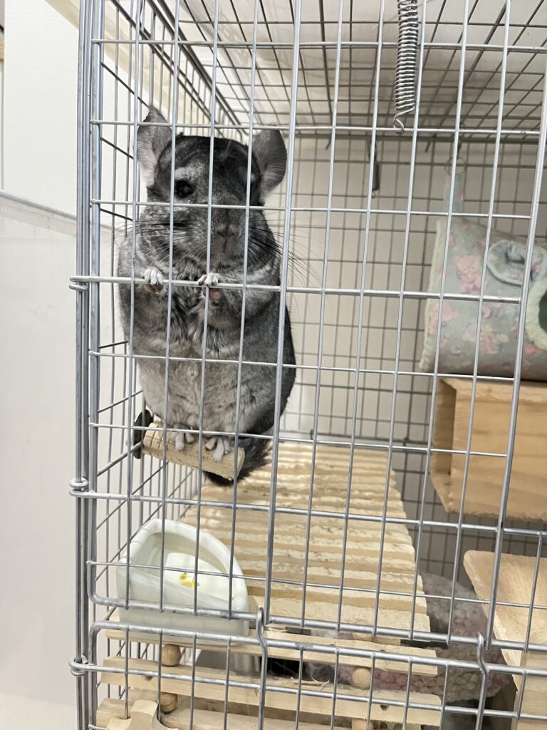 チンチラのごはん