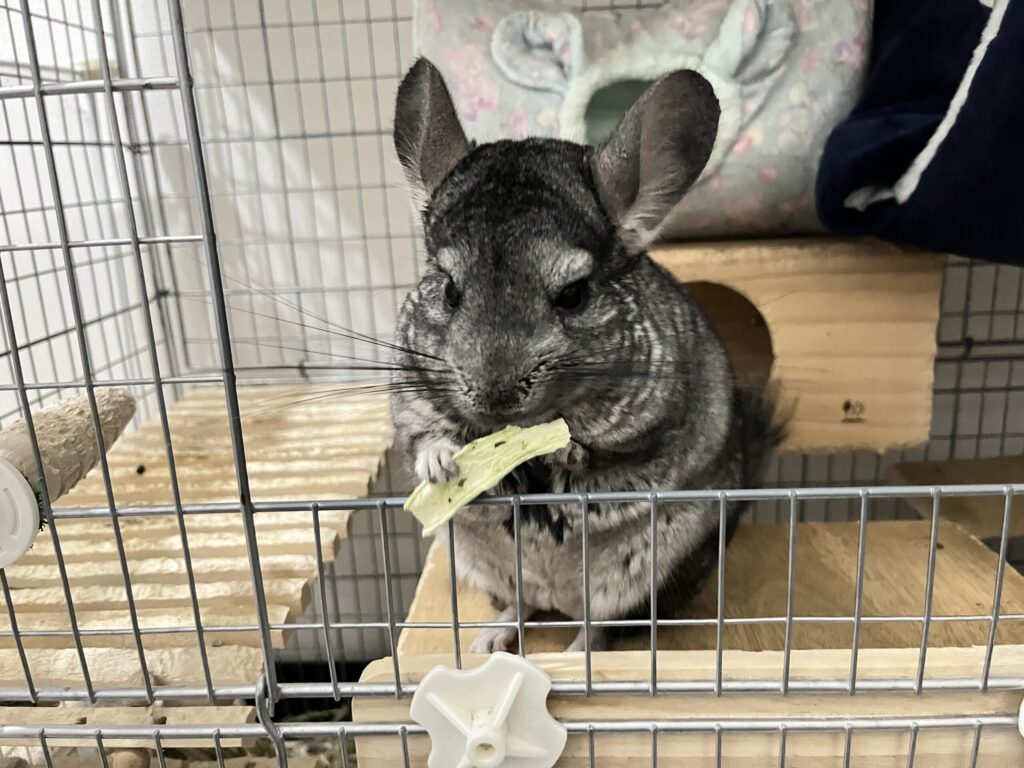 チンチラのごはん