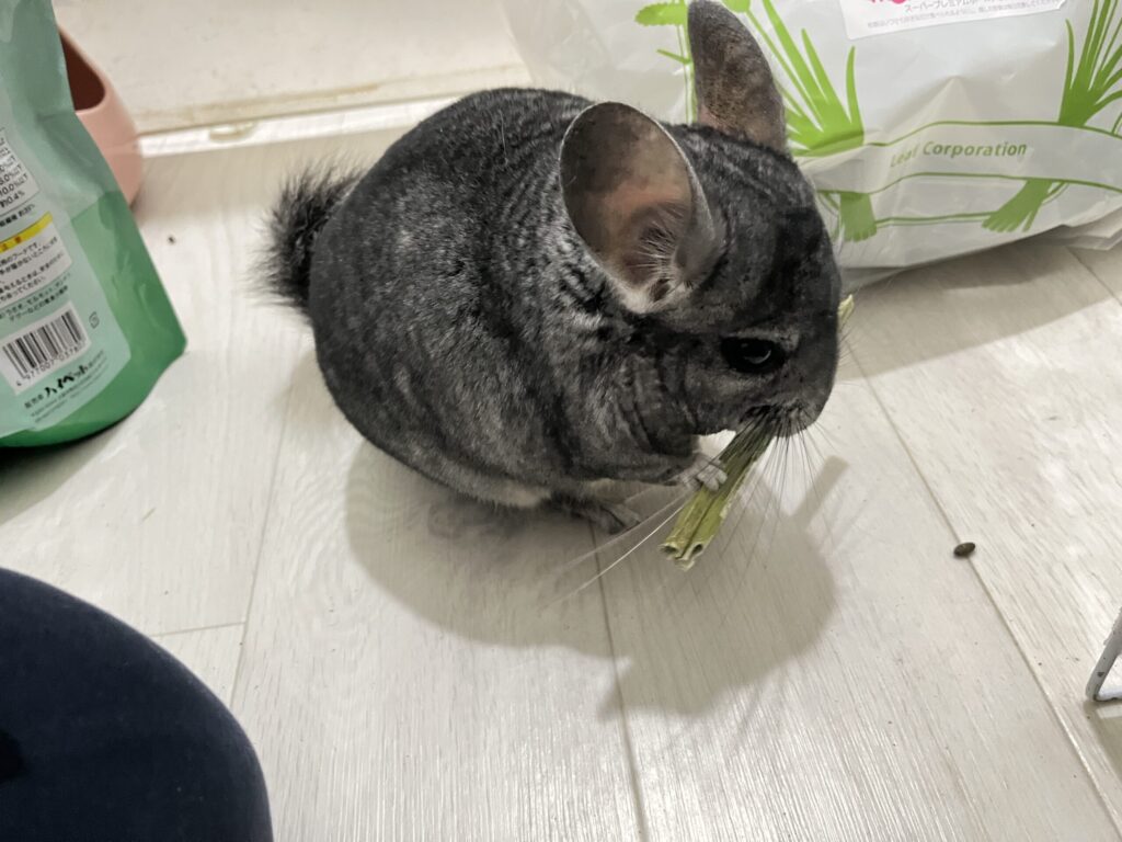 チンチラのごはん