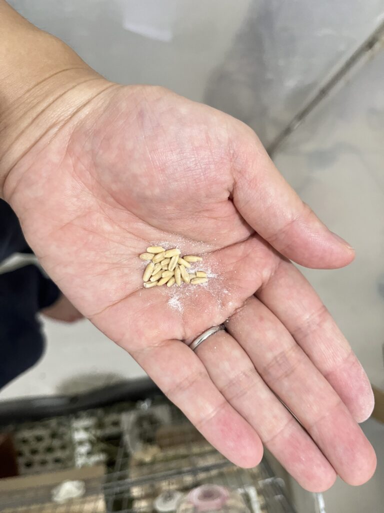 大好きなアマニに粉薬をまぶしたら食べてくれました